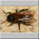 Andrena fulva - Rotpelzige Sandbiene w11.jpg